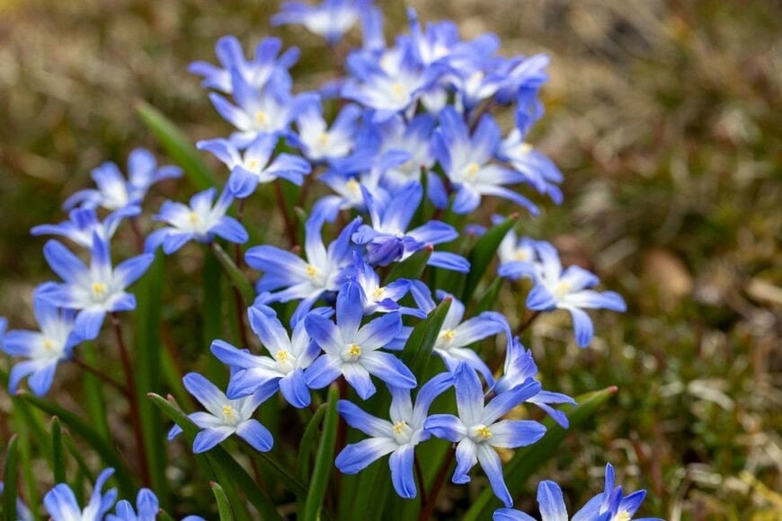 白とブルーのコントラストが美しい、チオノドクサの花