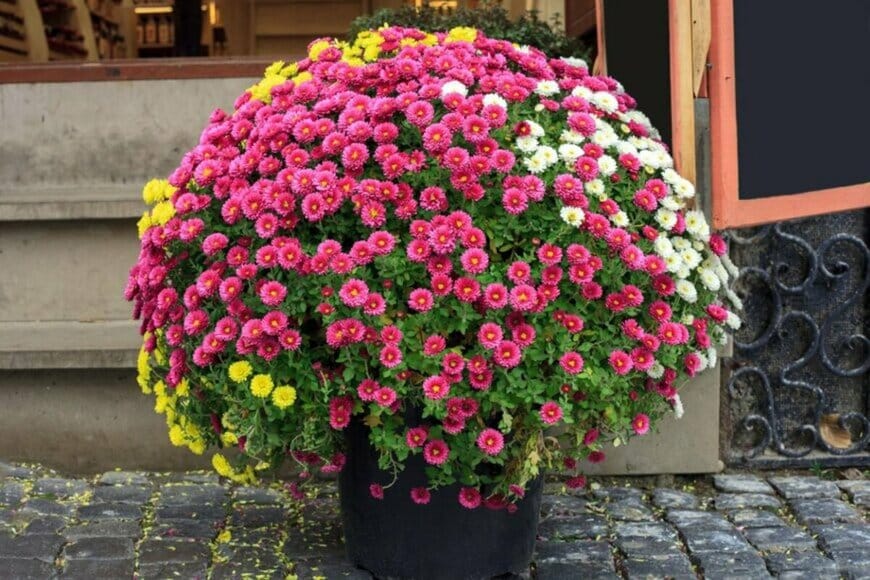 ピンク、白、黄色の花がこんもり咲く鉢植えのポットマム