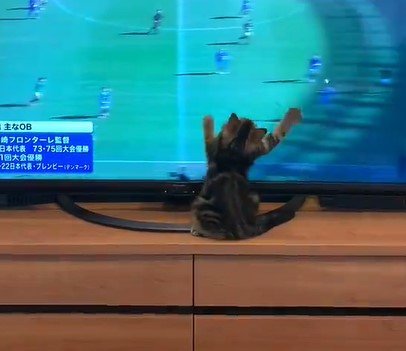 テレビの前の猫
