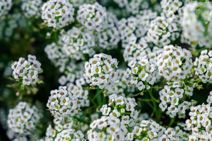 白い小花が満開のスイートアリッサム