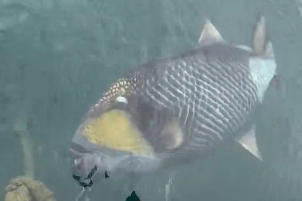 海で撮影された大きな魚