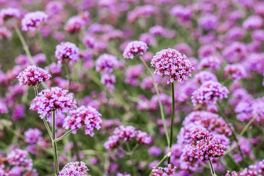 うす紫色の爽やかな花を咲かせる「バーベナ・ボナリエンシス」