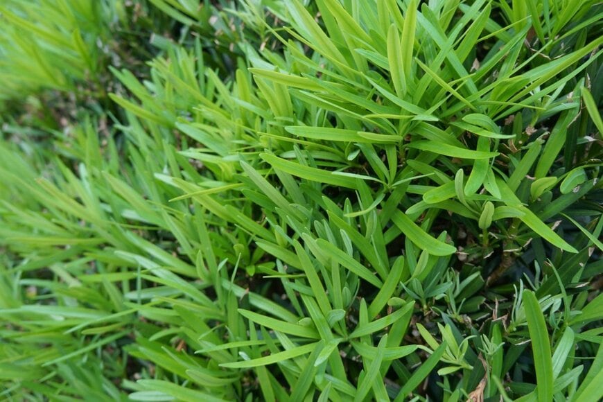 ラカンマキの、明るい緑色の細い葉