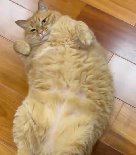 もふもふして欲しい猫