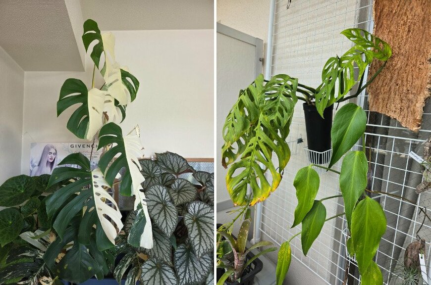 他にも素敵な植物を育てているようです