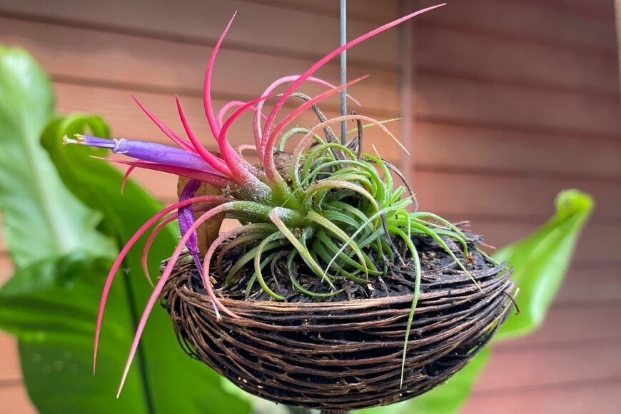 エアプランツ（ティランジア）がハンギングプランターに植えられている。色は虹色。