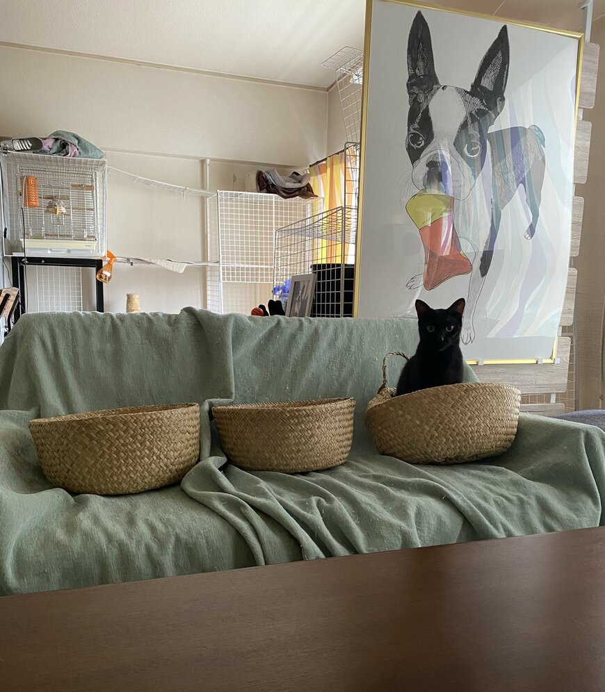 撮られていることがわかっている猫