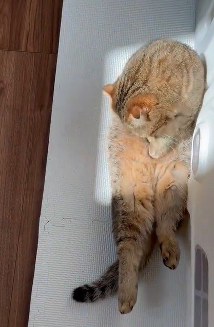 状態を起こす猫