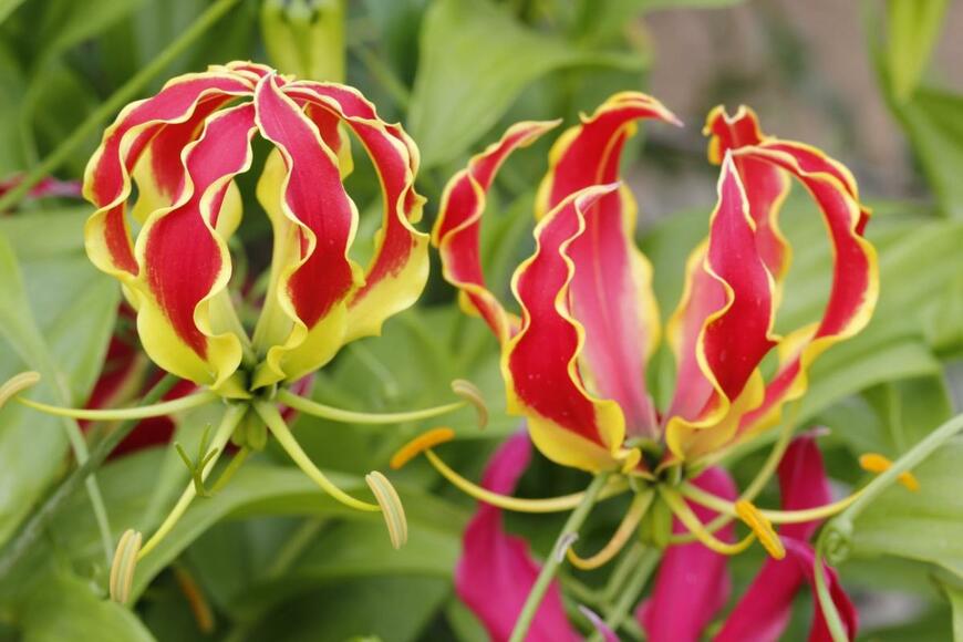 グロリオサの花。色は緑とオレンジ