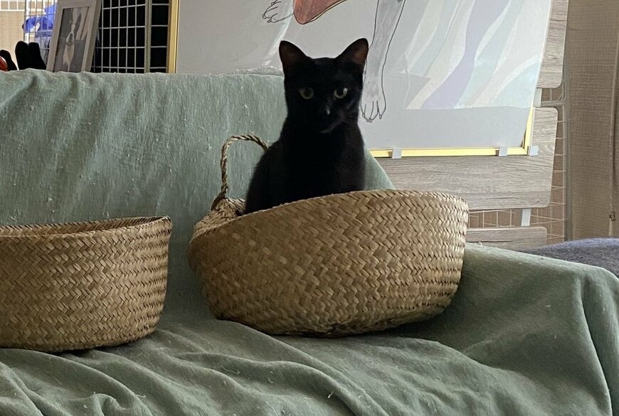 撮られていることがわかっている猫