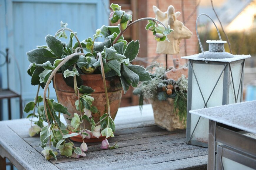 葉がしんなりして、ぐったりしたクリスマスローズ。夏にしばしば見かける。