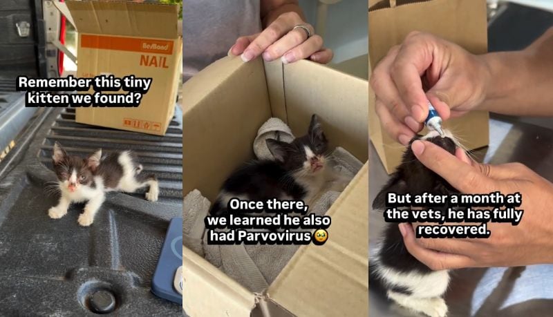 箱の中で休み、点眼薬のケアを受ける子猫のブリンキー
