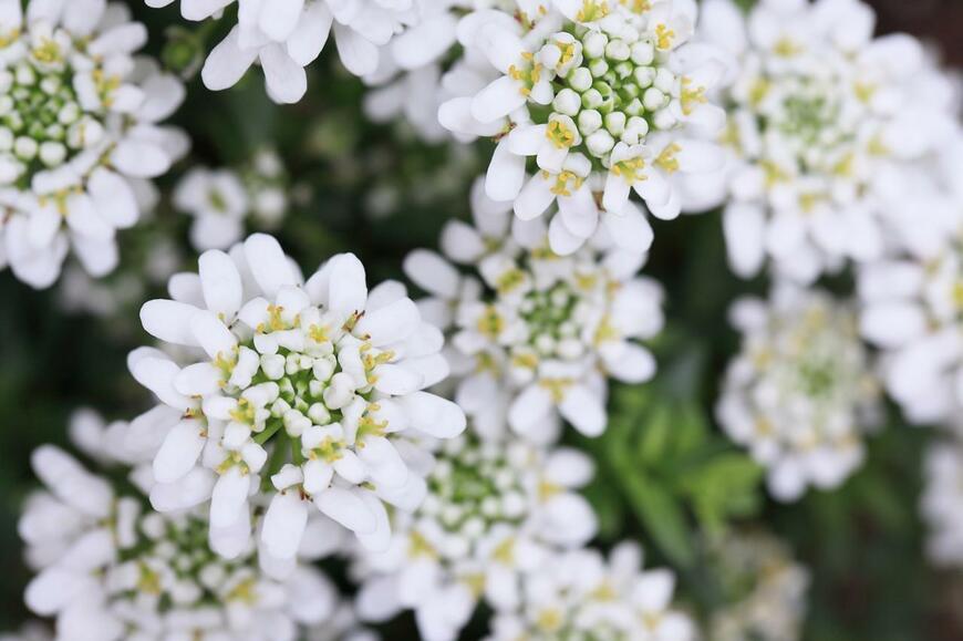 イベリスの白い花