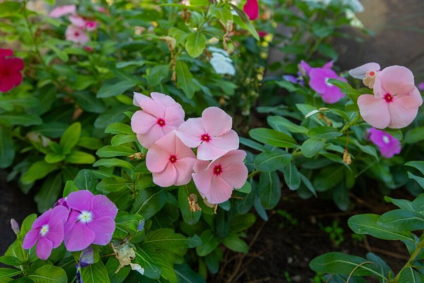 赤やピンク、紫色のニチニチソウ