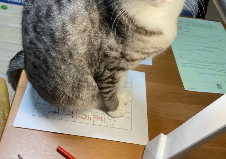 宿題に乗る猫