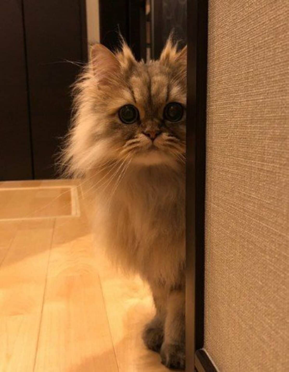 「今日も見張ってる」フワフワでかわいい猫→監視する姿が”プロ”すぎて思わず二度見 かわいい「仕事」ぶりに癒される | LIMO | くらしとお金の経済メディア