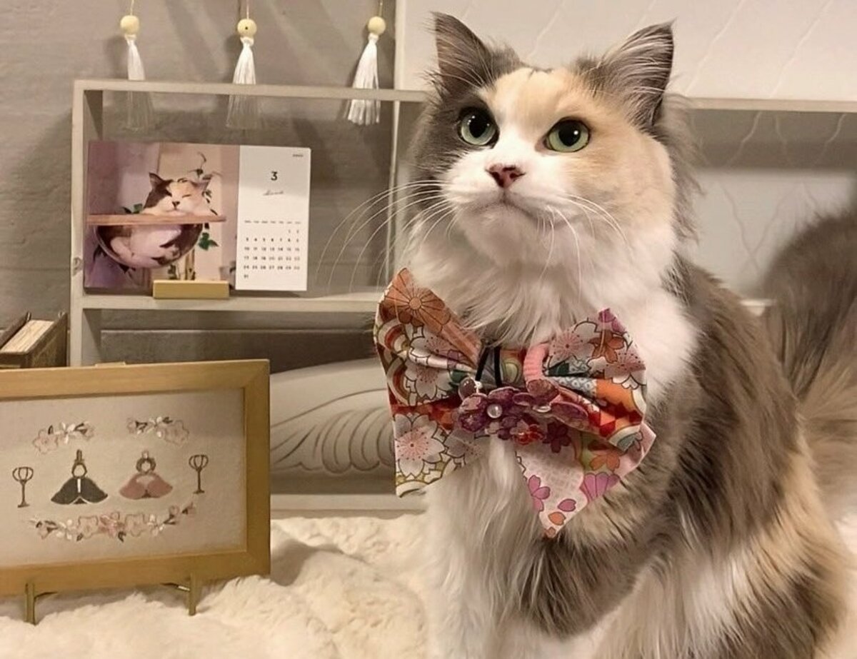 リボンが良く似合う愛猫「ハンちゃん」、可愛すぎるとSNSで話題 