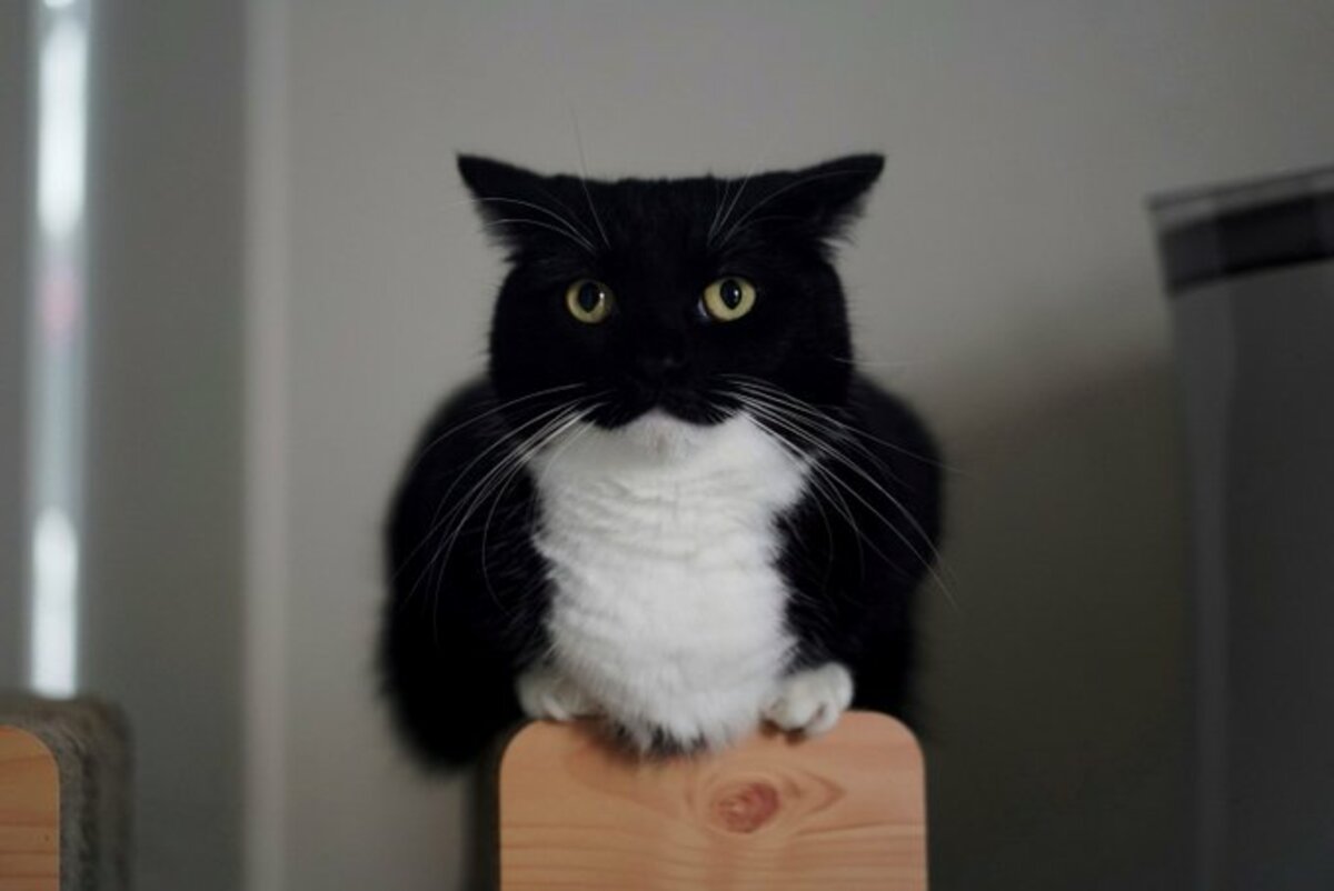 るいるいさまPagesになります黒猫ちゃんデニムリメイクパッチワーク｜トートバッグ