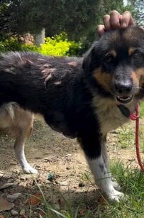 【保護犬】長い間胸に大きな腫瘍を抱えていた犬 手術を乗り越え少しずつ回復に向かう現在に反響