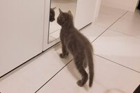 子猫を「おもちゃ投げ遊び」で育てたら…　爆誕した「筋肉質な体型の猫」2年半後の姿に反響