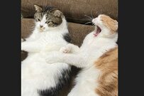 猫さんたちの『可愛い連鎖』が話題「超むっすり！笑」