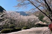 【桜から2週間】和歌山県にある「飛び地の村」　美しい自然の変化に見入ってしまう