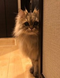 「今日も見張ってる」フワフワでかわいい猫→監視する姿が”プロ”すぎて思わず二度見
