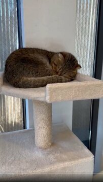 飼い主がキャットタワーで眠る猫たちをよく見ると…シンクロしたお昼寝姿に「可愛い」「そっくり」の声