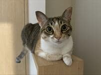 帰宅を待ってくれていた猫ちゃん　可愛いが過ぎる出迎え仕草に「最高に癒される」