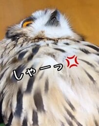 【ツンデレなフクロウ】威嚇「しゃーっ！」→飼い主さんの行動に「フェ～」　緩急ある表情に思わず二度見