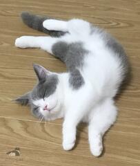 猫ちゃんの「ギャップ」天使と悪魔のような違いにクスッとくる