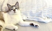 起床しようとした飼い主さん　保護猫さんがとったまさかの行動にホッコリ