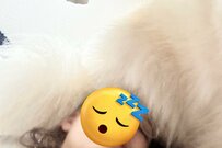 飼い主を起こしたいサモエド犬がとった『可愛い強行策』が話題