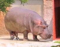 【神戸市立王子動物園】「ナミコ、帰るよ～」カバが部屋に帰宅する貴重な映像が話題に（兵庫県）