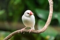 天井付近に勢揃いしている4羽のインコ　目撃された「まさかの光景」に衝撃走る