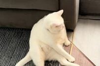 「3匹の同居猫と暮らす保護猫」が人間味あふれる姿で座っていると…　まさかの行動に笑ってしまう