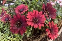 【寄せ植えレポ】5種の植物でセンスの良い玄関に！いまが旬のオステオスペルマムで作る大人シックな一鉢