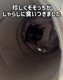 「夢中で遊んで可愛い」おめめまん丸で遊ぶ猫ちゃんにSNSユーザーがキュン