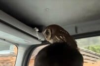 【かわいいフクロウ】くつろぐ場所に強烈な違和感　バランス感覚の凄さに思わず二度見