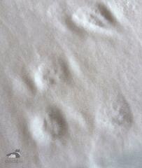 ベッドを整えたら「最高の状態」に！　嬉しすぎる猫の手伝いに1.9万いいね