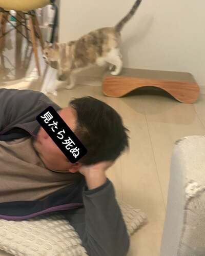 ものの5分で逃げてしまった猫ちゃんと悲しそうなパパさん