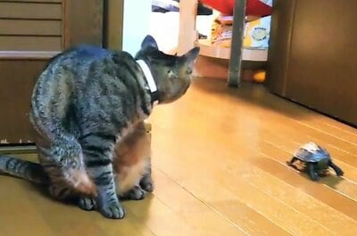 軍曹くん登場！