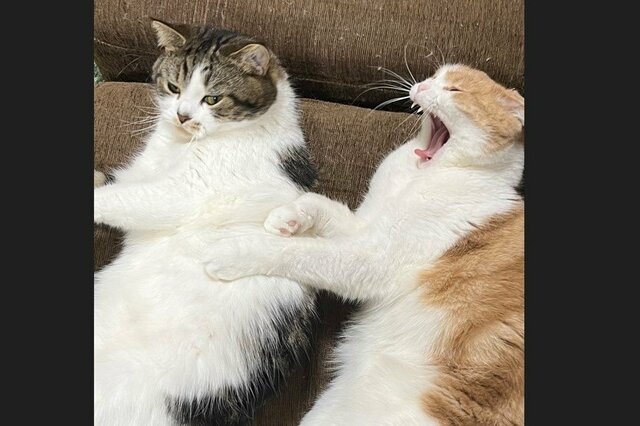 猫さんたちの『可愛い連鎖』が話題「超むっすり！笑」