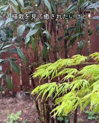「見た目も綺麗でいいですね」住宅の〈植栽スペース〉をDIY！雑草対策と植栽で緑溢れる〈癒し空間〉が約40万再生の反響