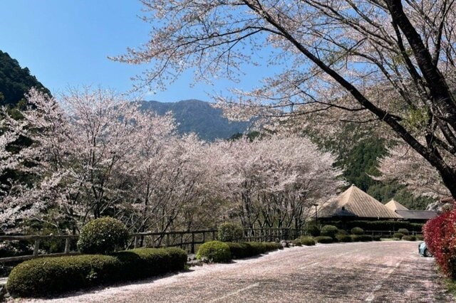 【桜から2週間】和歌山県にある「飛び地の村」　美しい自然の変化に見入ってしまう