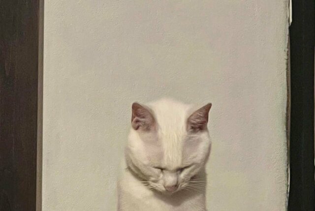 「わぁ…これは…」白猫さんの写真にSNSユーザーが注目
