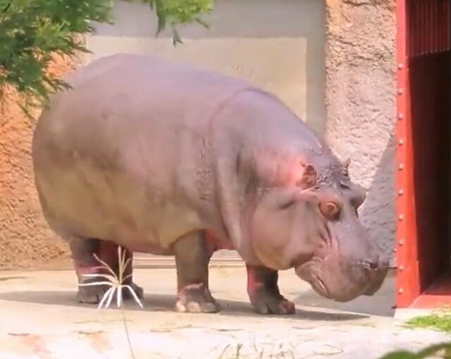 【神戸市立王子動物園】「ナミコ、帰るよ～」カバが部屋に帰宅する貴重な映像が人間味あふれる（兵庫県）
