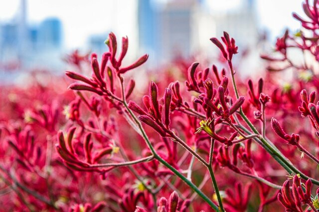 【ガーデニング】初夏の庭で楽しむ「多年草＆一年草」7選！ユニークな花姿がお洒落