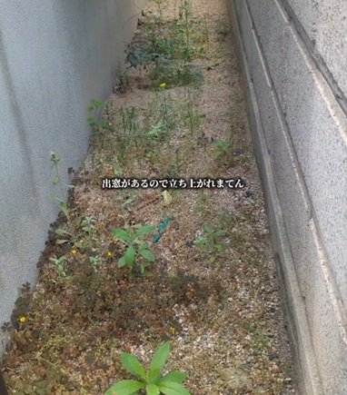 雑草が生い茂る〈犬走り〉→手作業の草刈りで土と砂利が美しく整った「スッキリ空間」に！「ウチもやんなきゃなー」の声