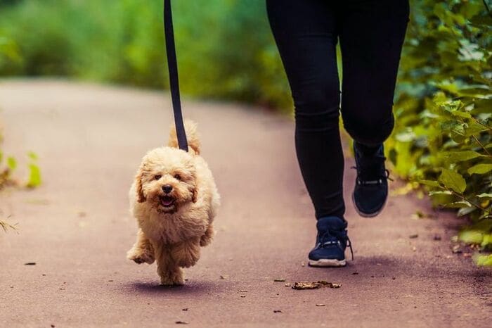 お散歩中のわんこ